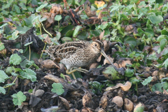 Gallinago nobilis
