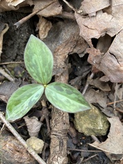 Trillium sessile
