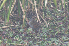 Rallus semiplumbeus