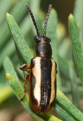 Crioceris macilenta