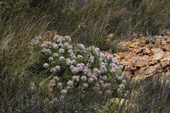 Serruria pedunculata