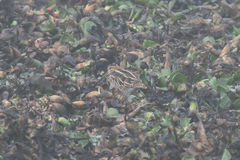 Gallinago nobilis