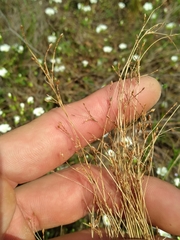 Bulbostylis capillaris