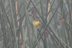 Pseudocolopteryx acutipennis