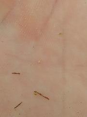 Bulbostylis capillaris