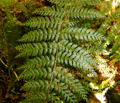 Polystichum silvaticum