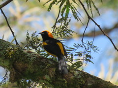 Icterus auricapillus