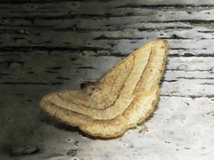 Isturgia catalaunaria
