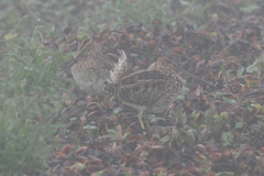 Gallinago nobilis