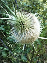 Dipsacus comosus