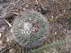 Mammillaria wagneriana