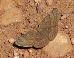 Emesis ocypore zelotes