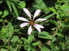 Mutisia spinosa