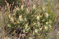 Protea burchellii