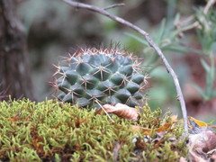 Mammillaria wagneriana