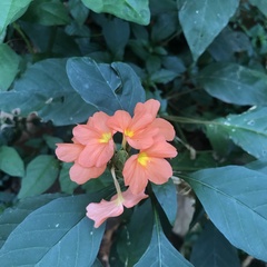 Crossandra infundibuliformis