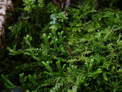 Selaginella douglasii