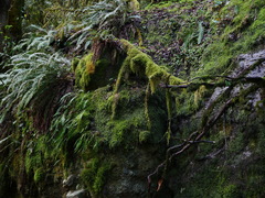 Selaginella douglasii