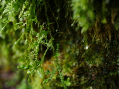 Selaginella douglasii