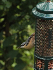 Sitta europaea