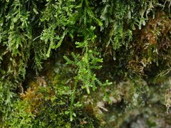 Selaginella douglasii