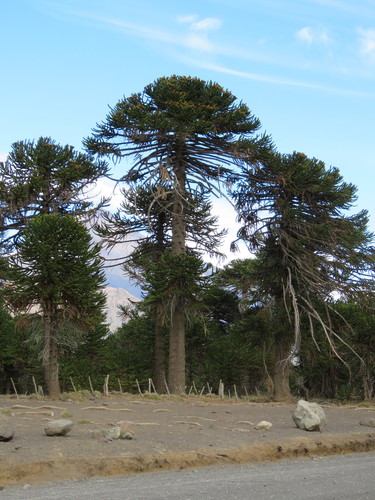 Araucaria araucana