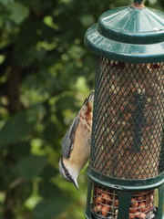 Sitta europaea