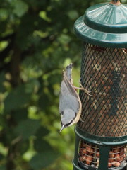 Sitta europaea