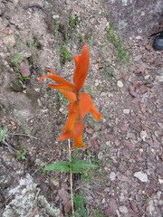 Dichromanthus aurantiacus
