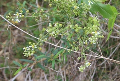 Mascagnia lucida
