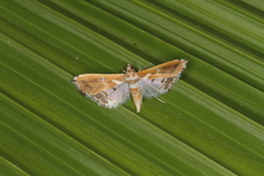 Neoleucinodes alegralis