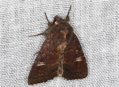 Neumichtis adamantina