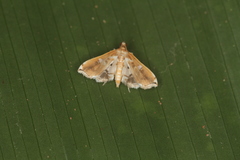 Neoleucinodes alegralis