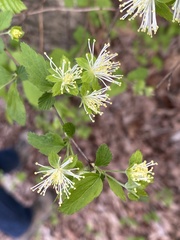 Neviusia alabamensis