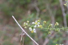 Mascagnia lucida