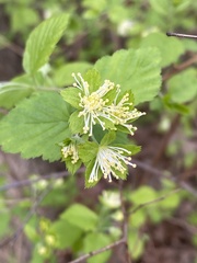 Neviusia alabamensis