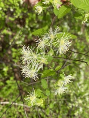 Neviusia alabamensis