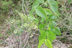 Mascagnia lucida