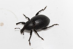 Liparus tenebrioides