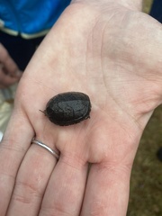 Kinosterninae