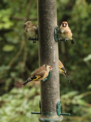 Carduelis carduelis