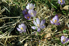 Crocus heuffelianus heuffelianus
