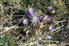 Crocus heuffelianus heuffelianus