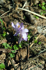 Crocus heuffelianus heuffelianus