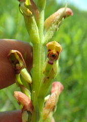 Disa brevicornis