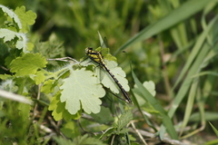 Trigomphus citimus