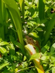 Iguanidae