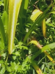 Iguanidae