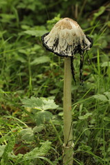 Coprinus comatus