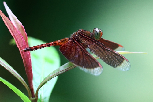Common Parasol photo 4